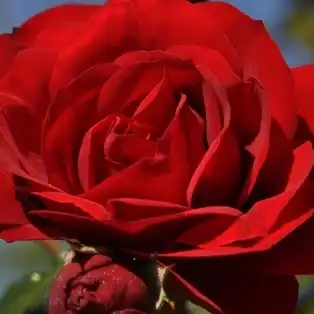 Comanda trandafiri online - Roșu - trandafiri târâtori și cățărători, Climber - trandafir cu parfum discret - Rosa Produs nou - W. Kordes & Sons - ,-